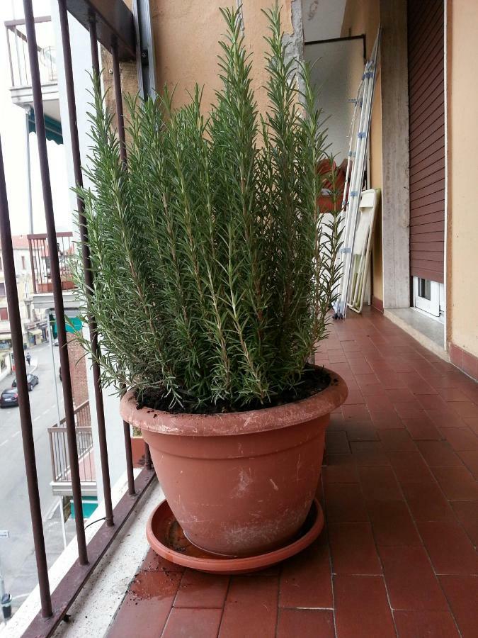 Hotel La Via Per Milano Vigevano Exterior foto
